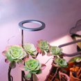 thumbnail image 3 of Single Head Grow Lights for Indoor Plants Full Spectrum with Timer, Height Adjustable LED Plant Grow Light, USB Small Ring Growing Lamp for Seedlings Succulents, 3 of 7