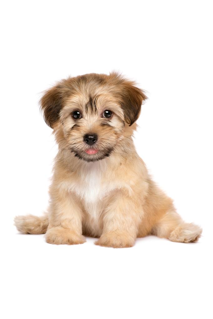 Havanese Puppy Dog Cute Sitting Puppy Posters For Wall Funny Dog Wall