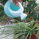 thumbnail image 5 of Regadera de jardín para flores Regadera para flores infantiles Coordinación mano-ojo Botella de riego educativa Juguete cubo de riego para niños y niñas, 5 of 7