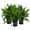 3 Plants, variant on Macho Fern - Live Plant in a 6 Inch Pot - Nephrolepsis Biserrta 'Macho' - Florist Quality Ferns from Florida