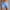 Blue, variant on Mens Athletic Shorts Qiggri Men Solid Cotton Three-Point Pants Sports Elastic Mid-Waist Lace-Up Shorts