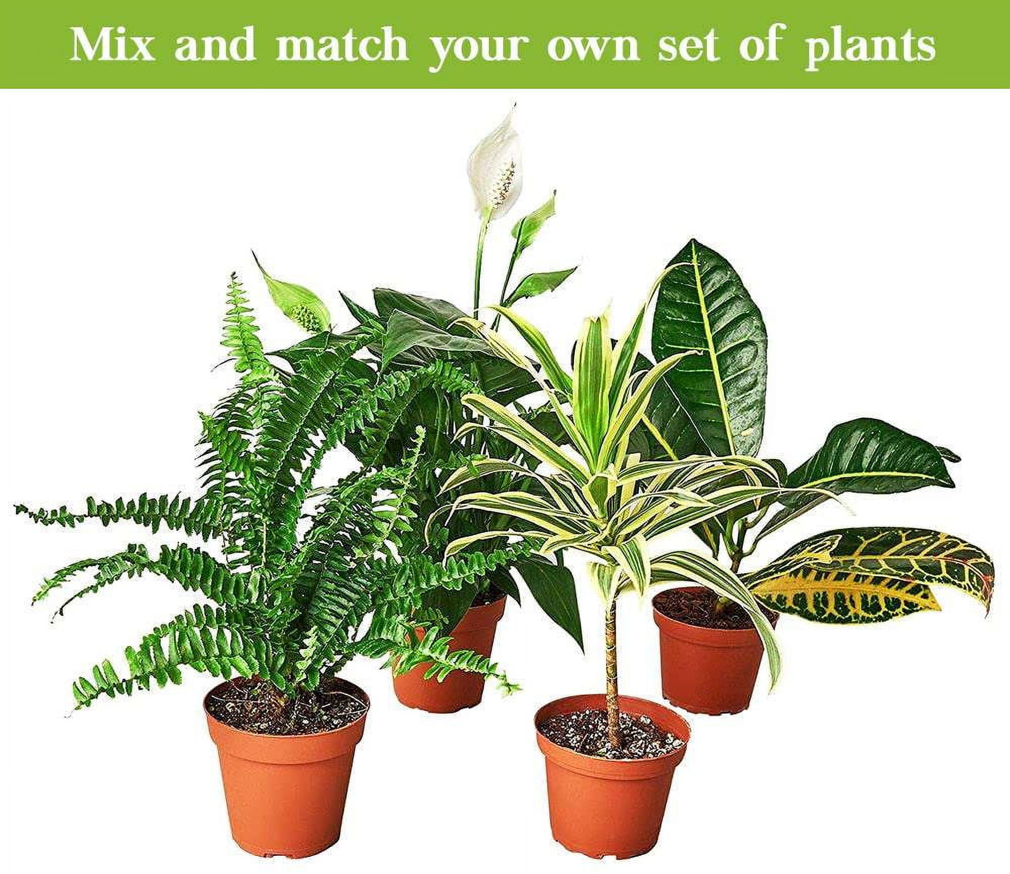 String of Pearls Plant Live Succulents in Hanging Planter, Succulents Plants Live Houseplants Mini Succulents, String of Pearls Live Succulent Live Plants Indoor Plant Indoor Plants by Plants for Pets