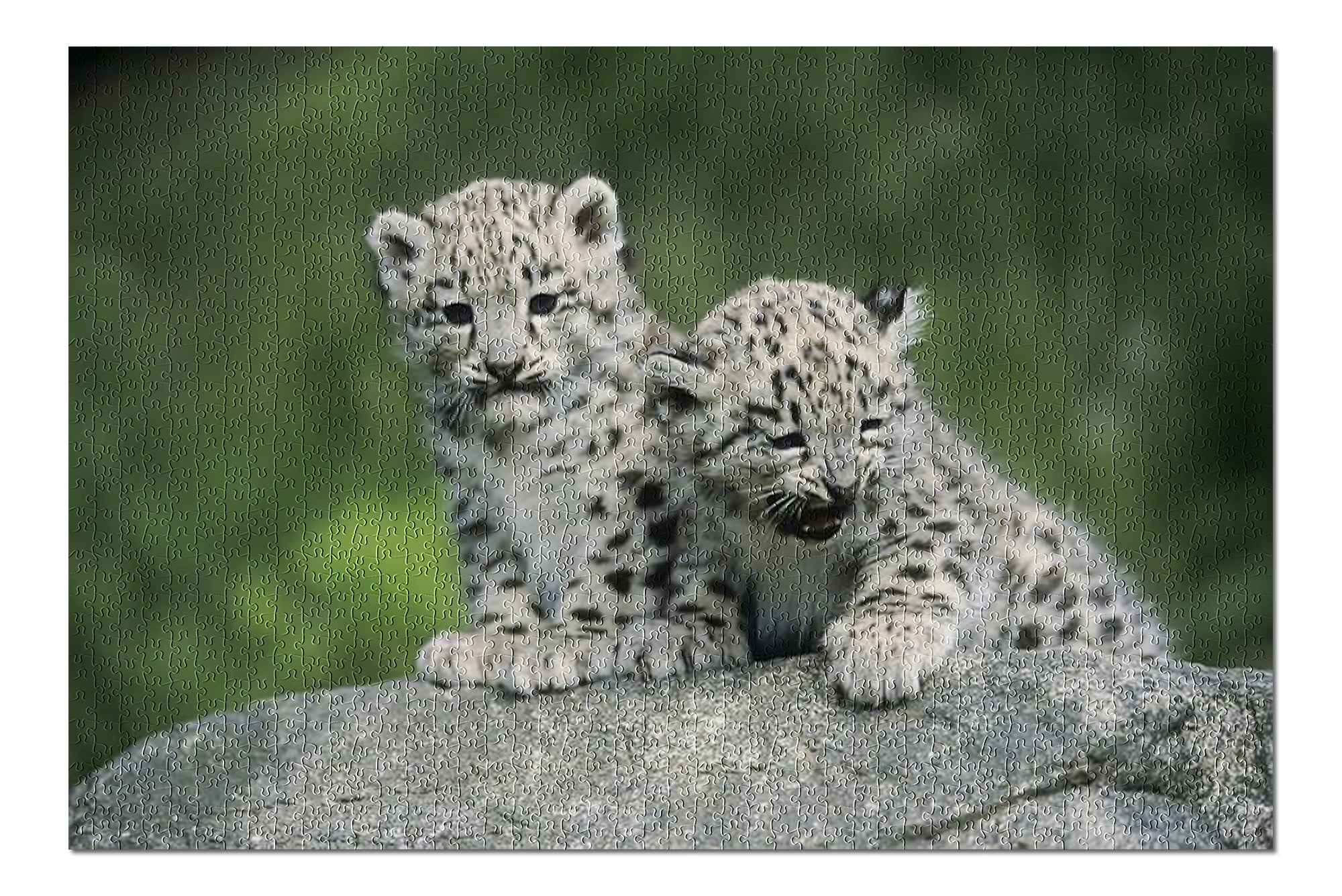 Snow Leopard Cubs On A Rock x30 Premium 1000 Piece Jigsaw Puzzle Made In Usa Walmart Com Walmart Com