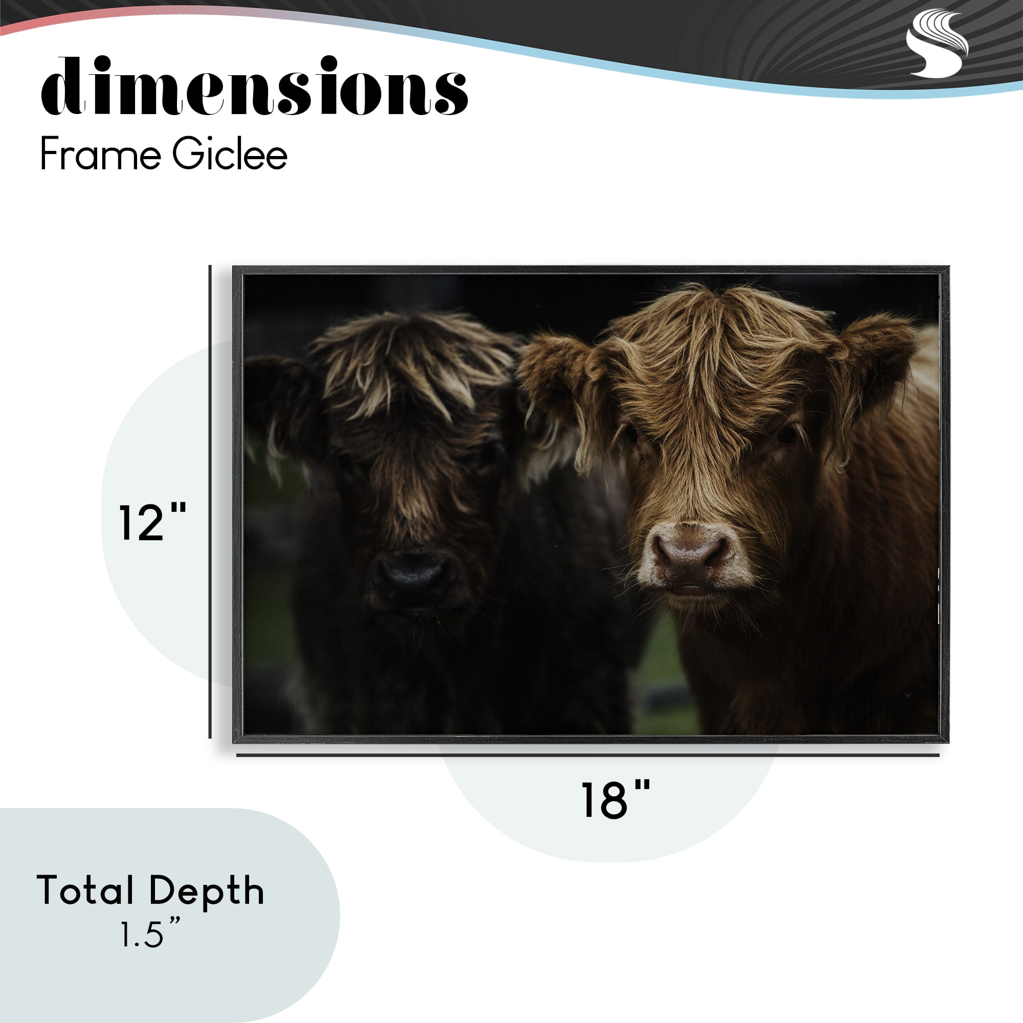 Cow Faces Highland Pair Black Framed Giclee Art, design by Amy Carroll