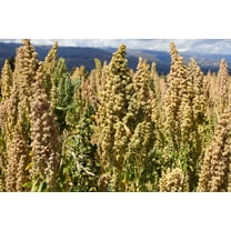50 Organic MINT VANILLA QUINOA Green & White Chenopodium Vegetable Grain Seeds SuperFood