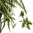 thumbnail image 3 of Nearly Natural 20" Plastic Spider Artificial Plant in Hanging Basket, Green, 3 of 6