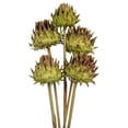 thumbnail image 2 of Vickerman 15"  Basil Artichoke Head attached to a Reed Stem, Dried, 2 of 5
