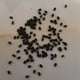 thumbnail image 4 of 100 Unids Venus Flytrap Semillas Plantación de Semillas de Plantas para Interiores Exteriores Balcón Jardín, 4 of 4