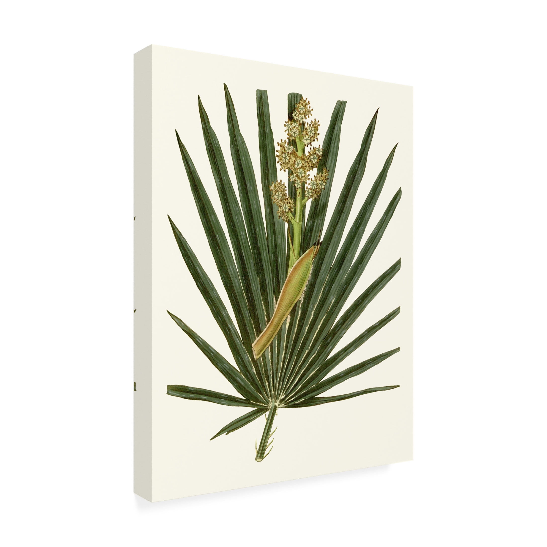 Canvas Wall Art - Vision Studio 'Grand Foliage II' Wall Art for Living Room, Bedroom, or Office Décor by Trademark Fine Art - 35 x 47 Inches