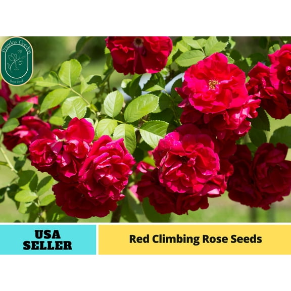 30  Seeds|Red Climbing Rose Perennial Flower - Authentic Seeds - Perennial~GMO Free~~Flower seeds ~ Asian Garden~ Herbs B5G1#1102