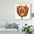 thumbnail image 3 of Trademark Fine Art 'Tulip Garden IV' Canvas Art by Vision Studio, 3 of 4
