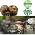 thumbnail image 5 of DOL Dried Small Flower Mushroom & Premium Grade Dried Shiitake Mushrooms 實惠包裝 8oz.(227g.), 5 of 5