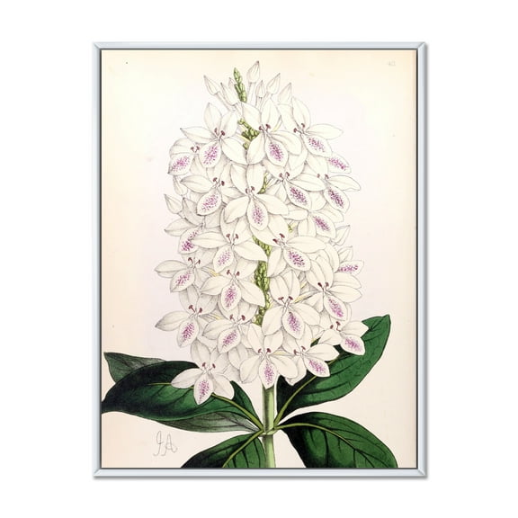 Designart 'Ancient White Orchid III' Traditional Framed Canvas Wall Art Print
