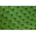 thumbnail image 2 of Pitamitz, Sergio 32x23 White Modern Wood Framed Museum Art Print Titled - Close up of a cactus-South Plaza Island-Galapagos islands-Ecuador, 2 of 4