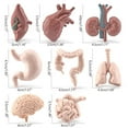 thumbnail image 3 of Human Organ Model Set Educational Science Toy For Kids 8 Piece Anatomy Learning Kit Brain Heart Liver Stomach Intestine, 3 of 9