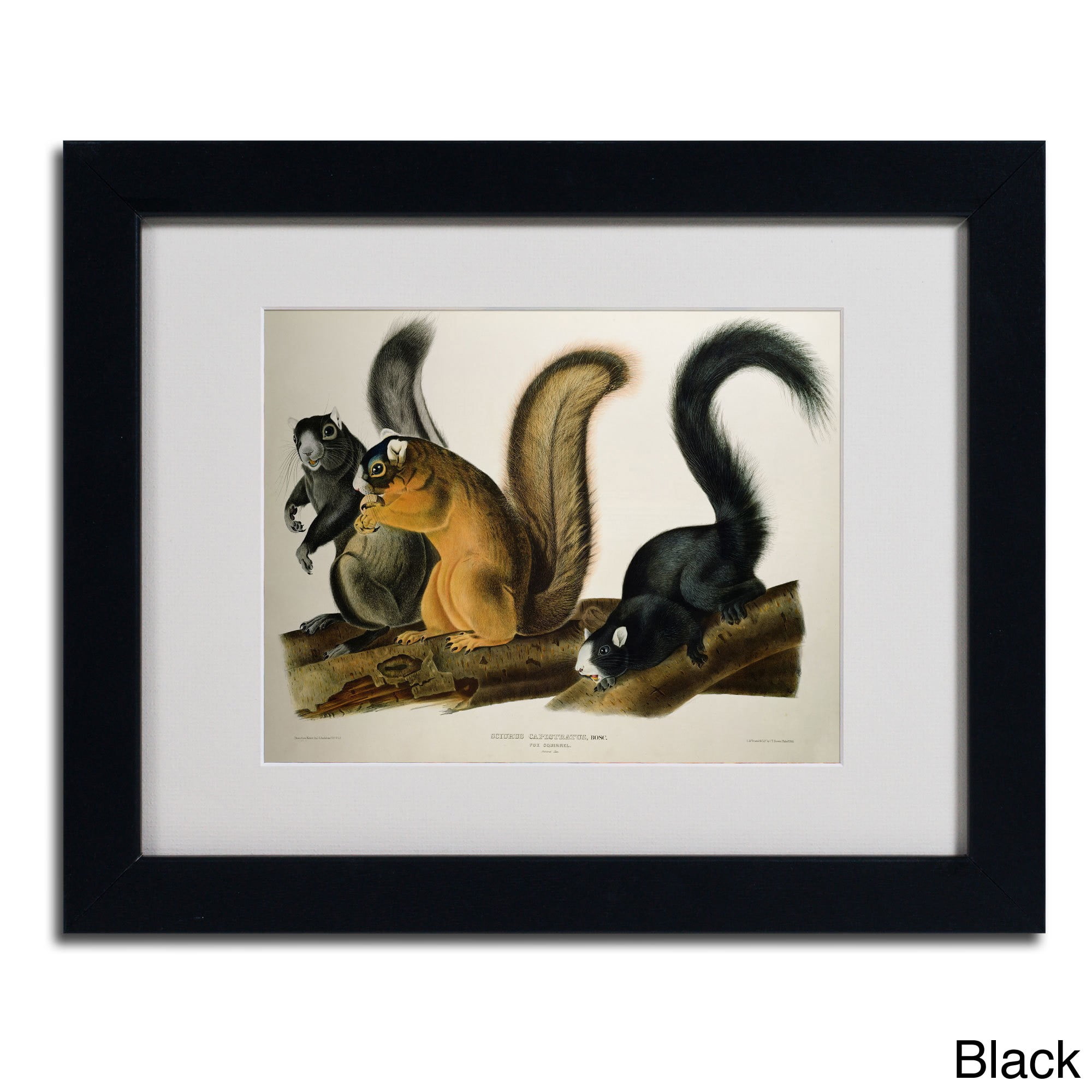 Trademark Fine Art "Fox Squirrel" Canvas Art by John James Audubon, Wood Frame
