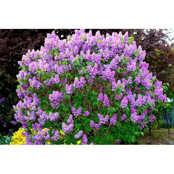 laminated poster lilac bush