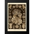 thumbnail image 2 of Haeckel, Ernst 13x18 Black Modern Framed Museum Art Print Titled - Haeckel Nature Illustrations: Sea Cucumbers - Sepia Tint, 2 of 5