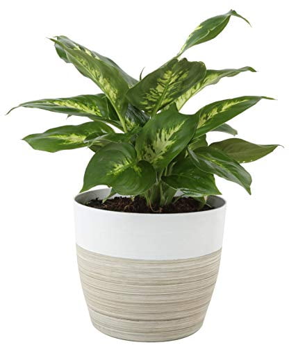 LIVE Dieffenbachia in plastic pot evergreen houseplant