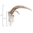 thumbnail image 4 of Desert Fields Resin Deer Skull, 27" x 10.5" x 18", Natural and White, 4 of 7