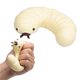thumbnail image 2 of Cute Soybean Worm Squishy Toy Pinching Fun Slow Rise Stretchy Toy, 2 of 7