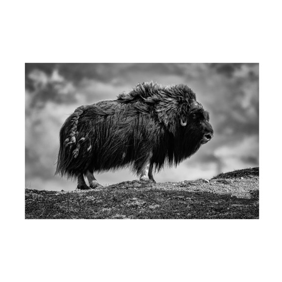 Trademark Fine Art Bjoern Alicke male Musk ox Canvas Wall Art