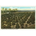 thumbnail image 2 of Art.com Orange Grove, Florida Stretched Canvas Print Wall Art, 18" x 12", 2 of 4