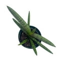 thumbnail image 3 of Florida House Plants Sansevieria Cylindrica Boncel Starfish Snake Live Plant, 3 of 9
