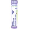 Boiron Robinia Pseudoacacia 30C, Homeopathic Medicine for Heartburn With Acid Indigestion, 80 Pellets
