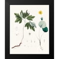 thumbnail image 2 of Berge 12x14 Black Modern Framed Museum Art Print Titled - Berge Botanicals III, 2 of 5