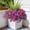 3 Color Mixed (6 Purple,6 Light Purple,1 Tall Fern), variant on Artificial Morning Glory and Tall Fern Decor 7 Color Mixed (2 Purple,2 Light Purple,2 Fuchsia,2 White,2 Yellow,2 Red,1 Tall Fern) for Indoor Outdoor Home Patio Garden