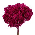 thumbnail image 2 of Hortensia Preservada Vickerman Merlot de 15 cm con Segmentos de Rama, 2 of 4