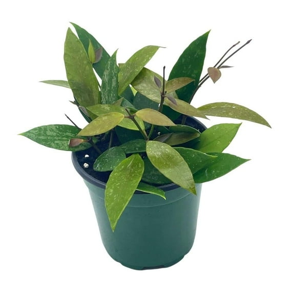 Hoya Gracilis, Very Rare Limited Live Plant, in 4 inch Pot