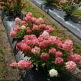 thumbnail image 2 of Fire Light Tidbit® Panicle Hydrangea, 2 of 6