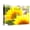 Canvas, variant on Art.com Live Laugh Love: Sunflower Stretched Canvas Print Wall Art by Nicole Katano, 16" x 12"