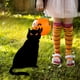 thumbnail image 5 of Decoración de Jardín de Hierro Forjado para Halloween | Juego de 4 Letreros Únicos con Forma de Gato | Material Acrílico Resistente | Resistente a La Intemperie | Tamaño: 24 Cm | Incluye Taco para Ti, 5 of 5