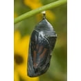 thumbnail image 2 of Welling, Dave 23x32 Black Ornate Wood Framed with Double Matting Museum Art Print Titled - TX, Hill Country Monarch butterfly chrysalis, 2 of 4