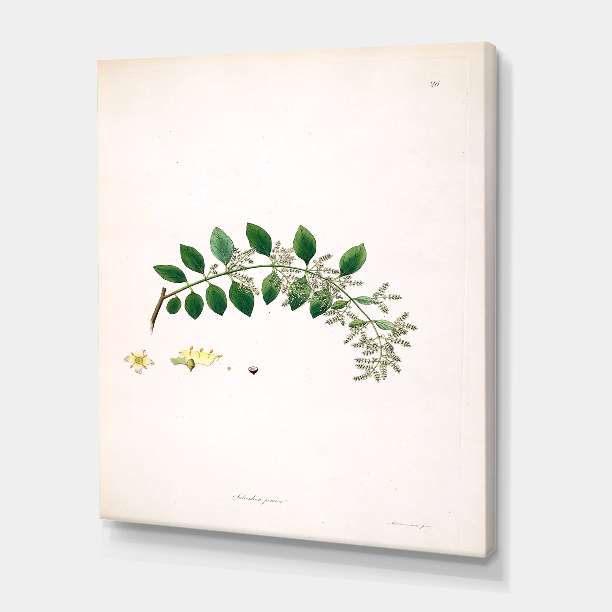 Designart ' Ancient Plant Life XVIII ' Farmhouse Canvas Wall Art Print