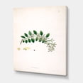 thumbnail image 3 of Designart ' Ancient Plant Life XVIII ' Farmhouse Canvas Wall Art Print, 3 of 4