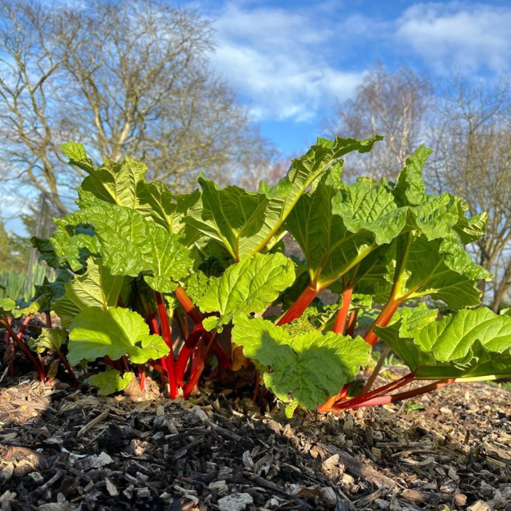 Set 5 Rhubarb Root Plant for Planting, Fresh Rhubarb Plants Live Root, Large Rhubarb Rhizomes, Well-Rooted for Outdoor Planting