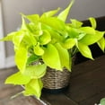 thumbnail image 3 of American Plant Exchange Neon Pothos, 6-Inch Pot, Bright Chartruse Foliage, Live Vining Houseplant, 3 of 6