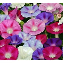 Morning Glory Seed, Tall Multicolor Mix, 500 Seeds, Glowing Multicolor Season Long Blooms