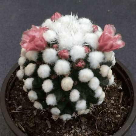 White Snowcap Cactus, Mammillaria Gracilis, Rare Cactus in 2" pot