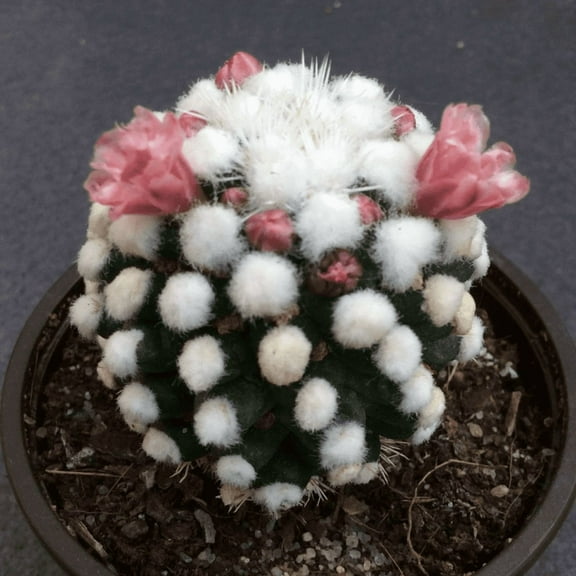 White Snowcap Cactus, Mammillaria Gracilis, Rare Cactus in 2" pot