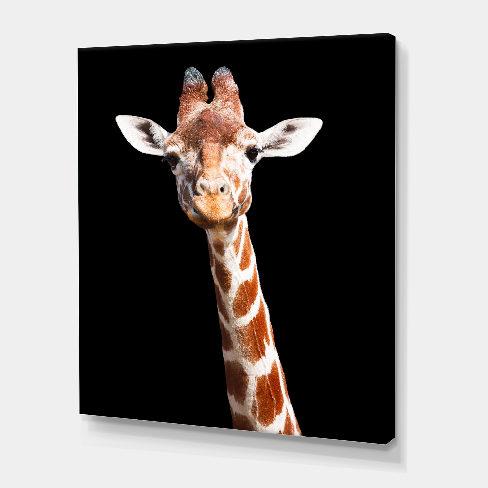 Designart ' Close Up Portrait Of A Giraffe On Black V ' Farmhouse Canvas Wall Art Print