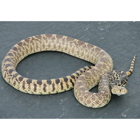 LAMINATED POSTER Sunning Scales Crawling Non Venomous Gopher Snake Poster Print 24 x (Best Non Venomous Snakes For Pets)