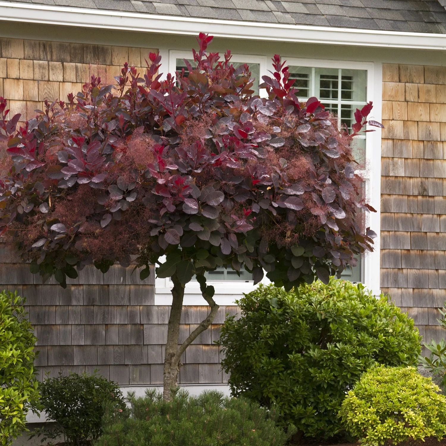 Expert Gardener 1-2' Smoketree Purple in 1 gal. Grower Pot