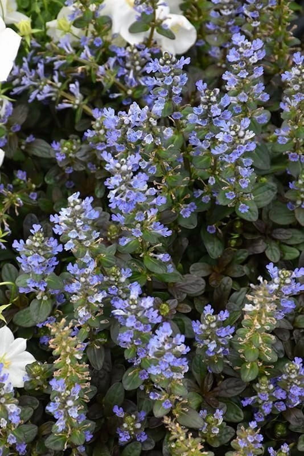 Ajuga Reptans Chocolate Chip I 3 Live Plants  Dense Ground Cover Plant with Miniature Dark Foliage, Perfect for Gardens, Borders, & Shaded Areas