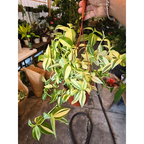 6 inch Pot - Tradescantia Pistachio White indoor and outdoor very full elegant plant - Get similar to the picture