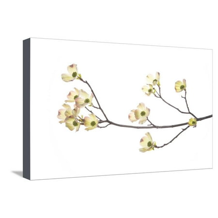 Susan Branch Wood Flowering Dogwood Branch on White Background, Marion County, Illinois Stretched Canvas Print Wall Art By Richard and Susan Day ()